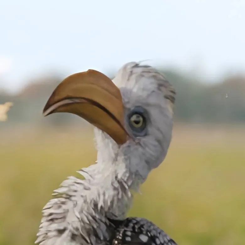 chat with ai character: Zazu (Young)
