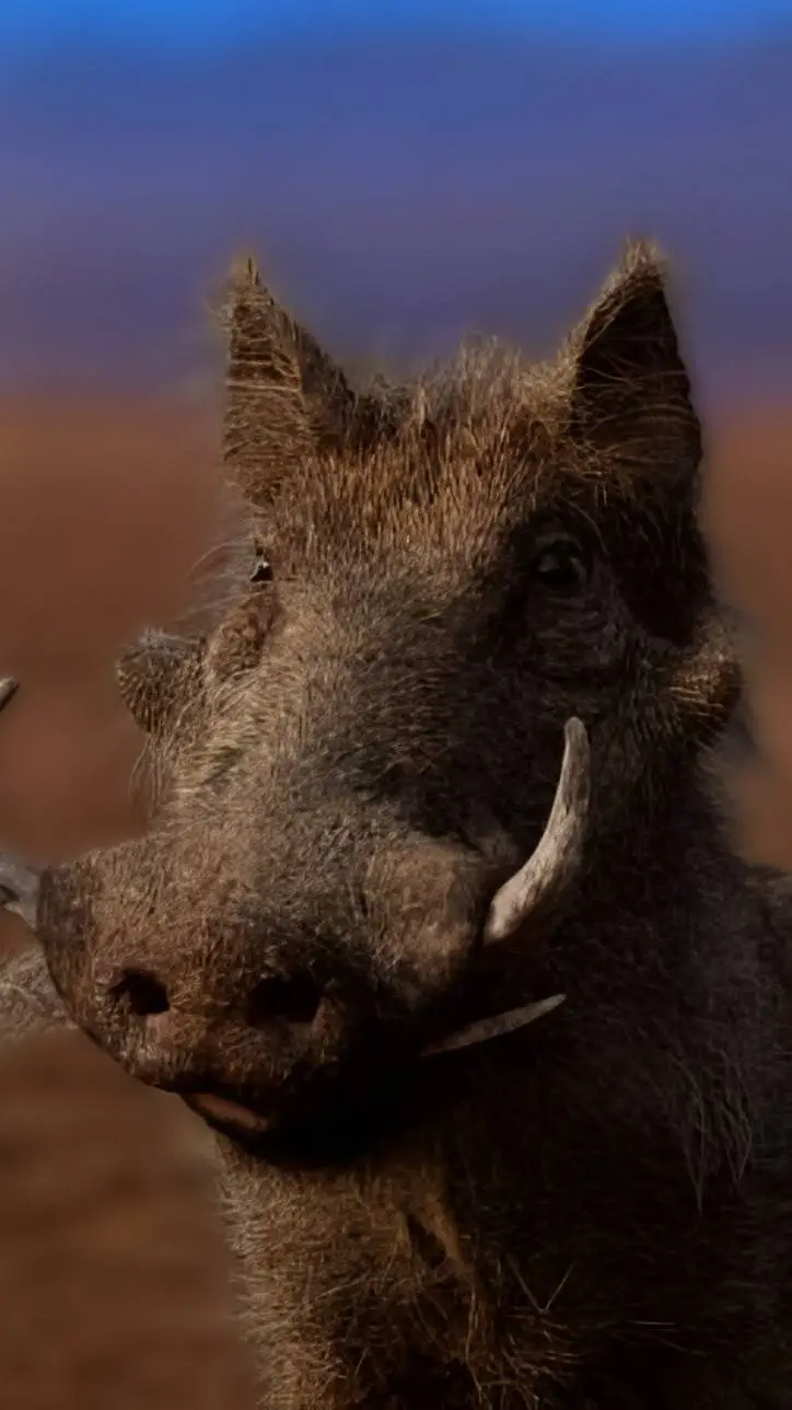 Talkie AI - Chat with Pumbaa (Reboot)