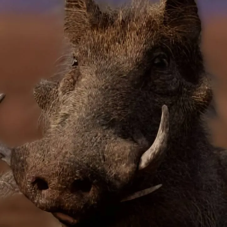 chat with ai character: Pumbaa (Reboot)