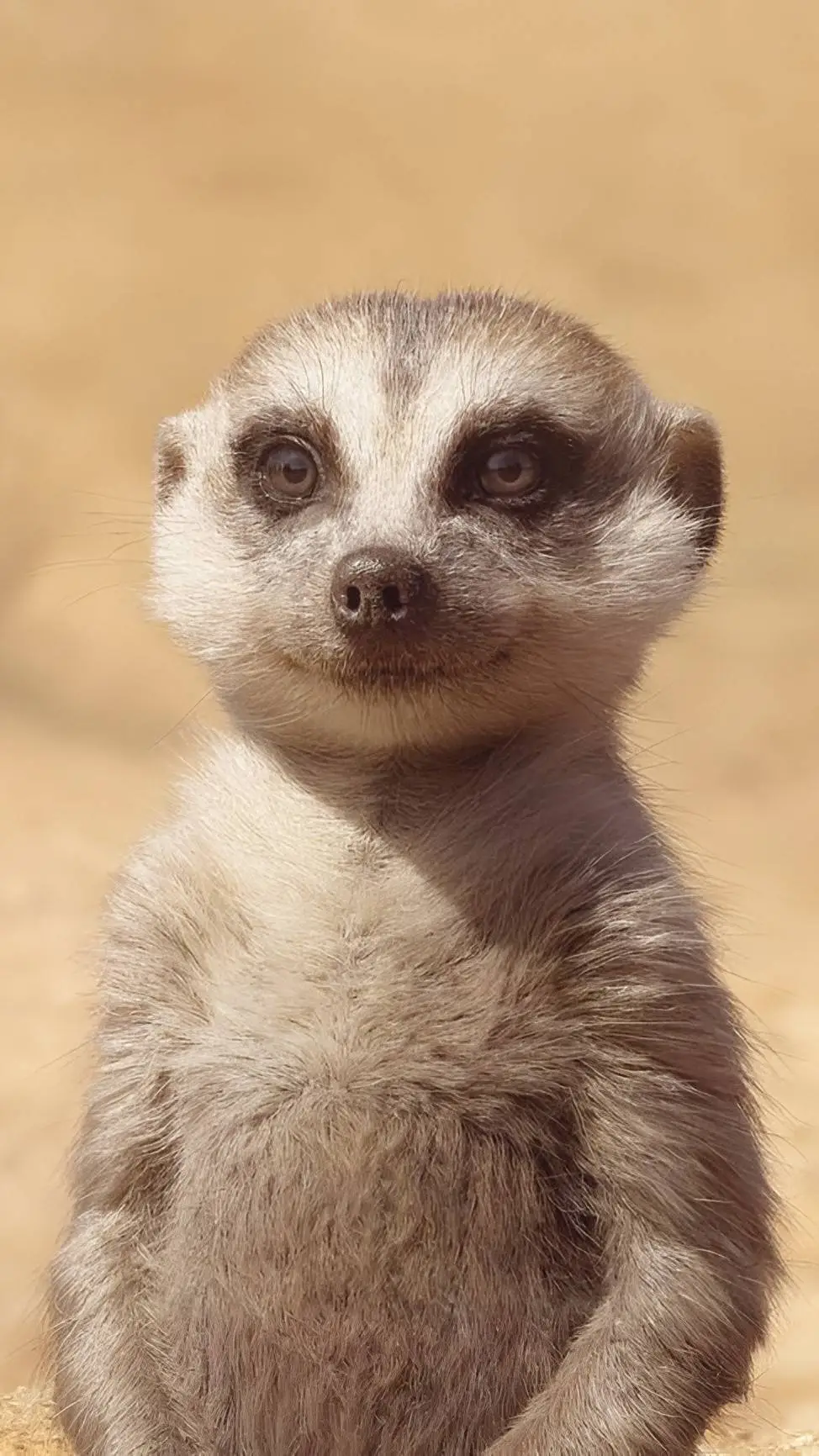 Talkie AI - Chat with Timon (Reboot)