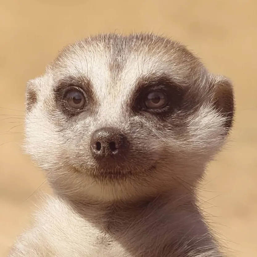chat with ai character: Timon (Reboot)