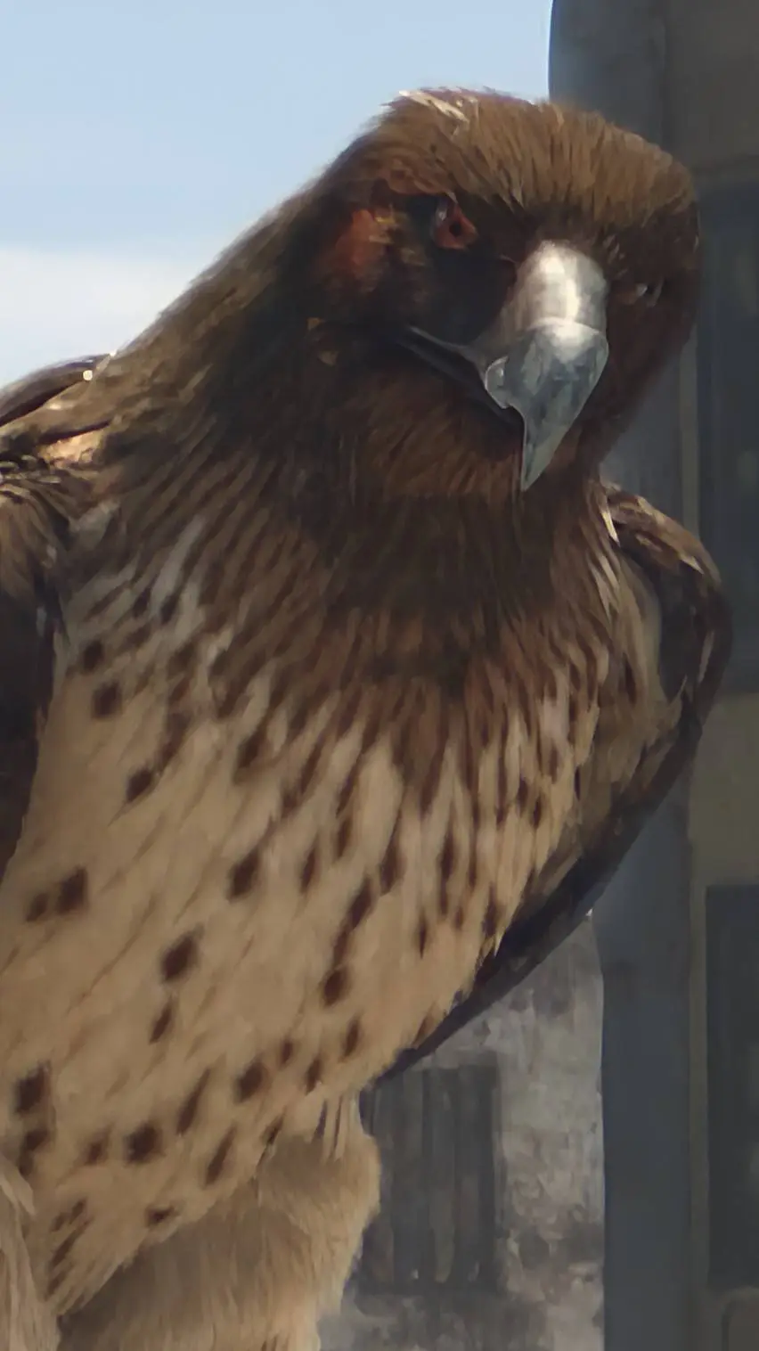 Talkie AI - Chat with The Hawk 