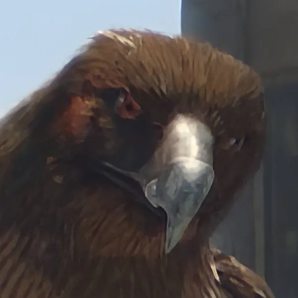 chat with ai character: The Hawk 