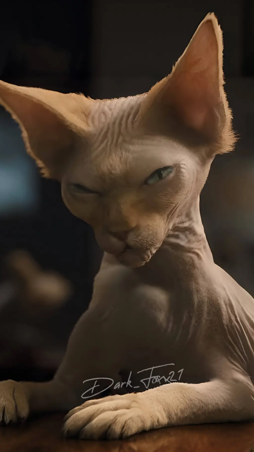 Talkie AI - Chat with Kitty Galore