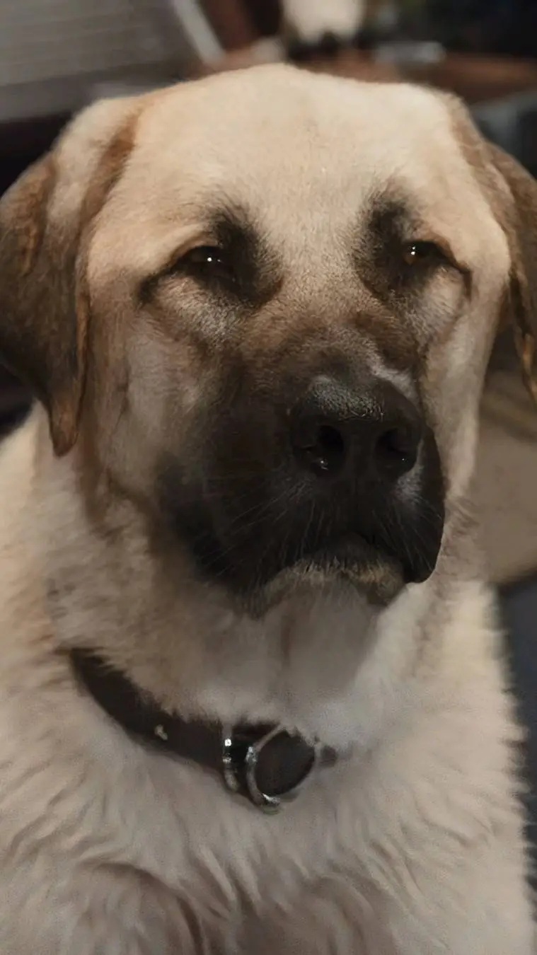 Talkie AI - Chat with Butch