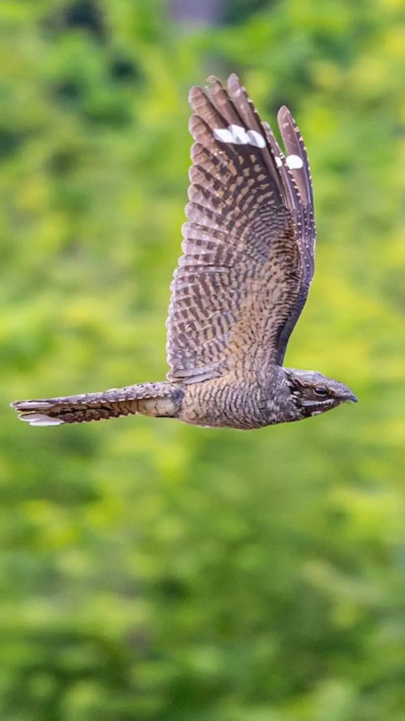 Talkie AI - Chat with ♂ Nightjar ♂