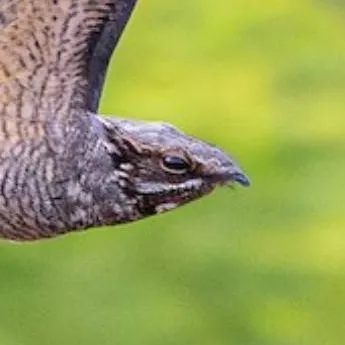 chat with ai character: ♂ Nightjar ♂
