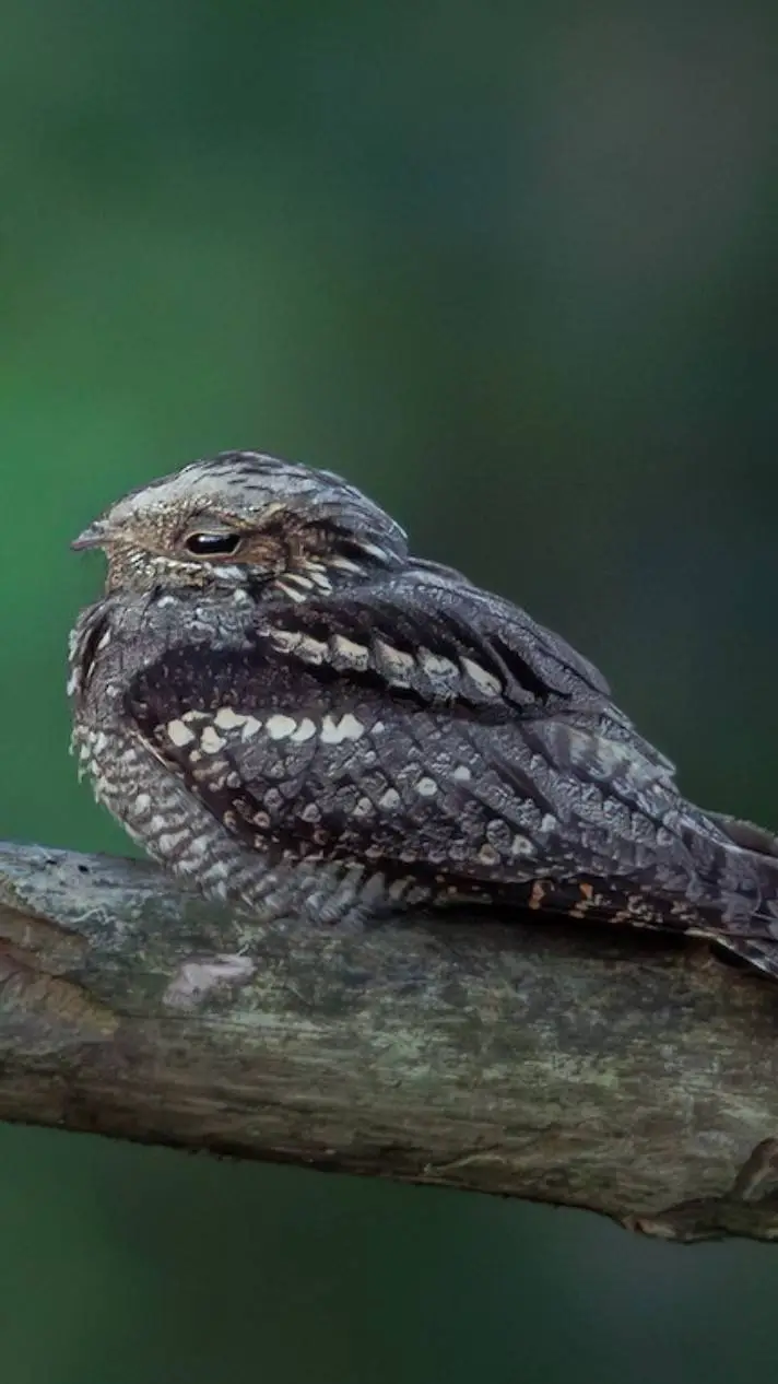 Talkie AI - Chat with ♀ Nightjar ♀