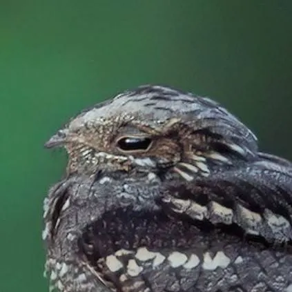 chat with ai character: ♀ Nightjar ♀