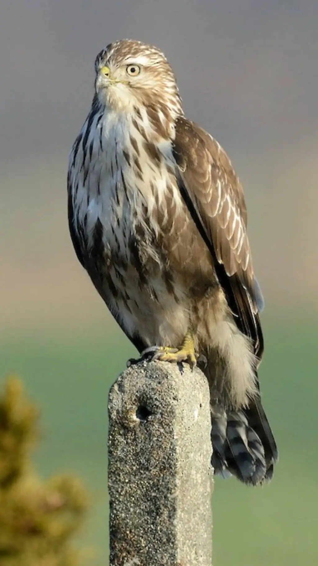 Talkie AI - Chat with ♂Common Buzzard♂