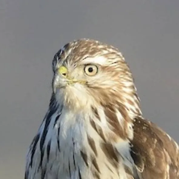 chat with ai character: ♂Common Buzzard♂