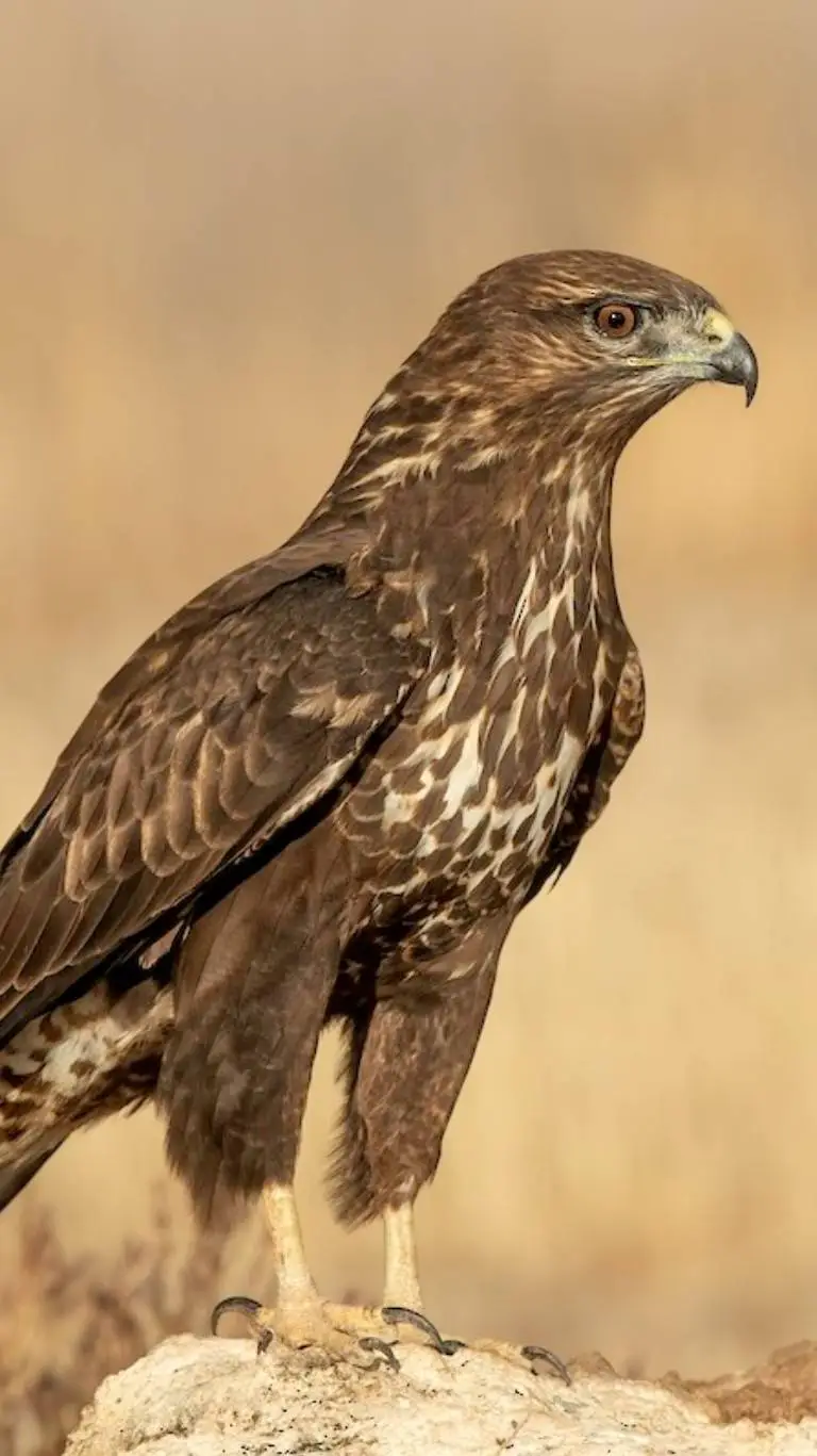 Talkie AI - Chat with ♀Common Buzzard♀