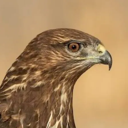 chat with ai character: ♀Common Buzzard♀