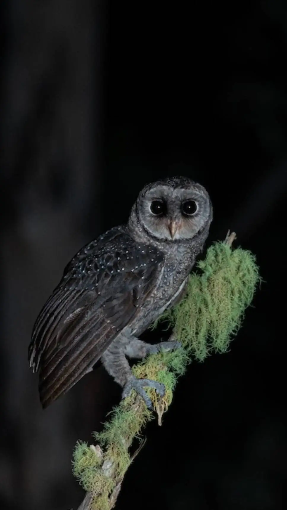 Talkie AI - Chat with ♂ Sooty owl ♂