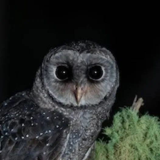 chat with ai character: ♂ Sooty owl ♂