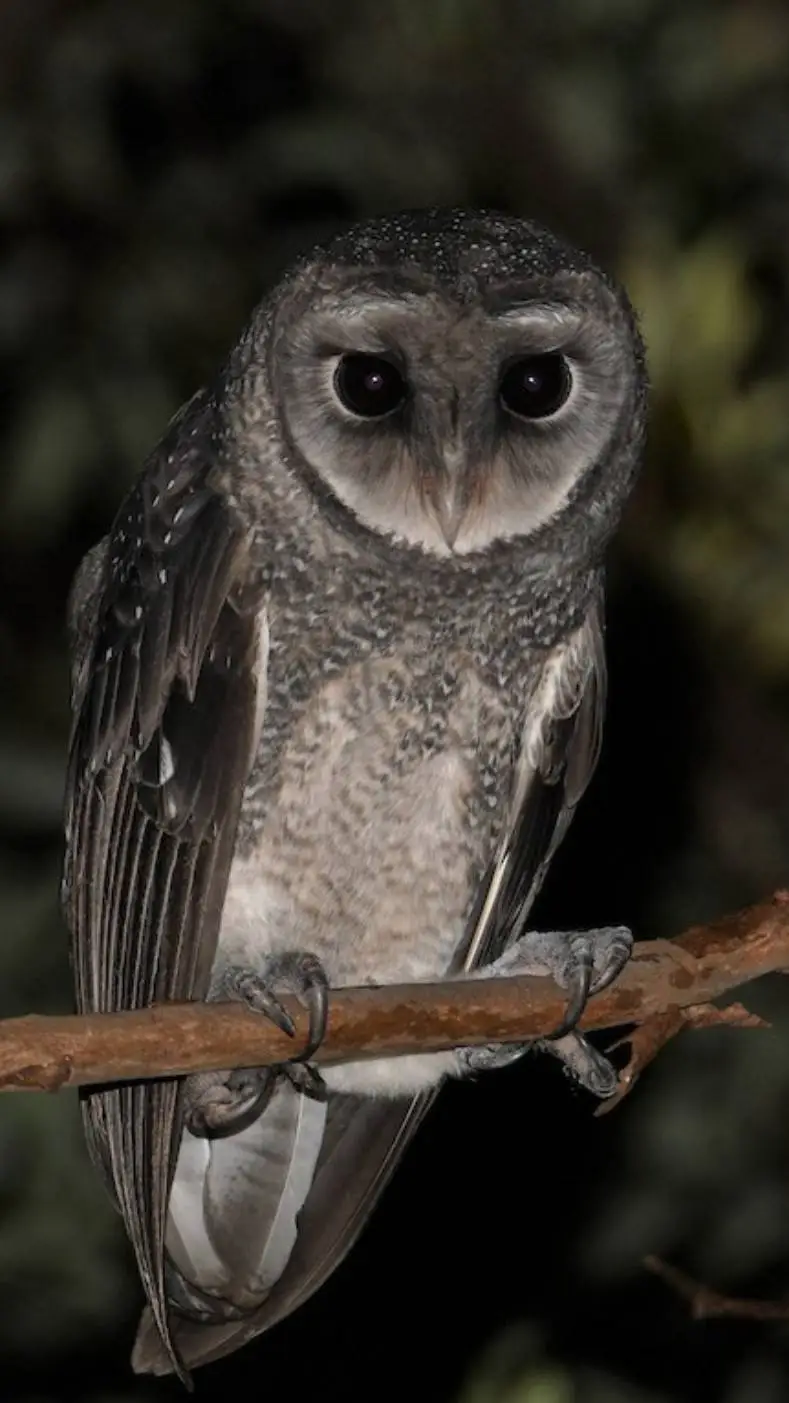 Talkie AI - Chat with ♀ Sooty owl ♀