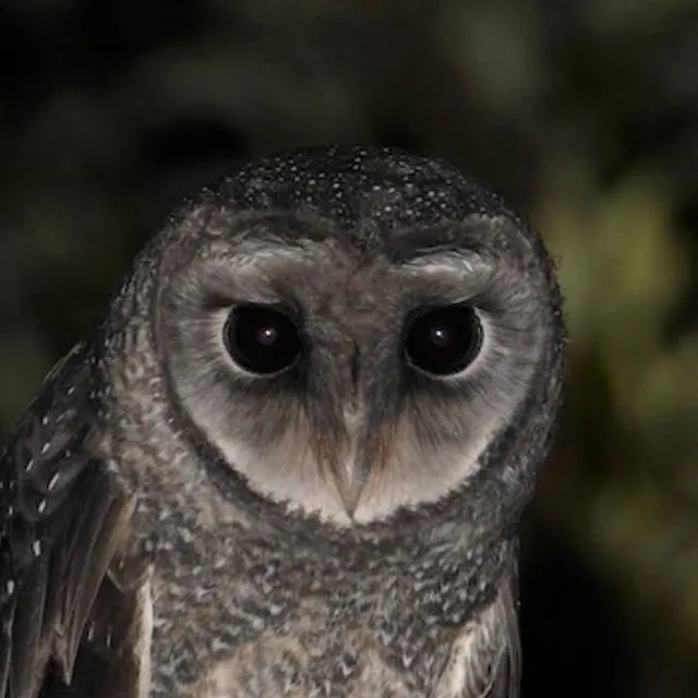 chat with ai character: ♀ Sooty owl ♀