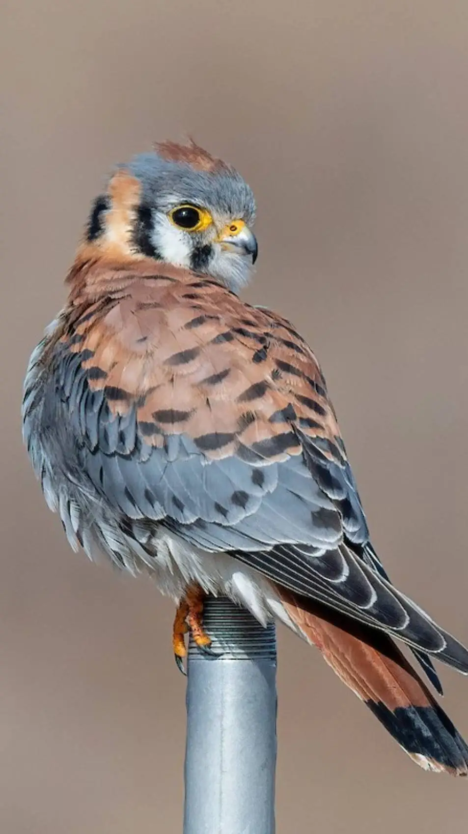 Talkie AI - Chat with ♂ Kestrel ♂