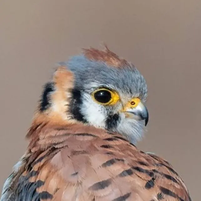 chat with ai character: ♂ Kestrel ♂