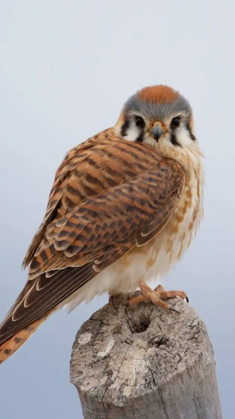 Talkie AI - Chat with ♀ Kestrel ♀