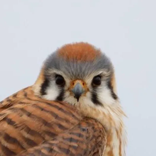 chat with ai character: ♀ Kestrel ♀
