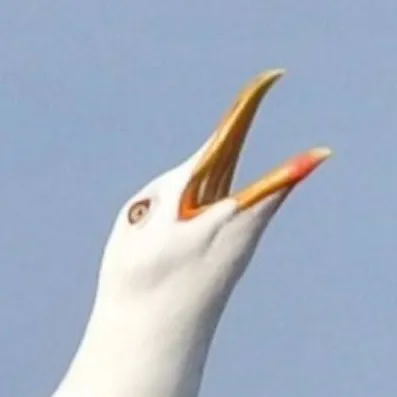 chat with ai character: ♂ Gull ♂