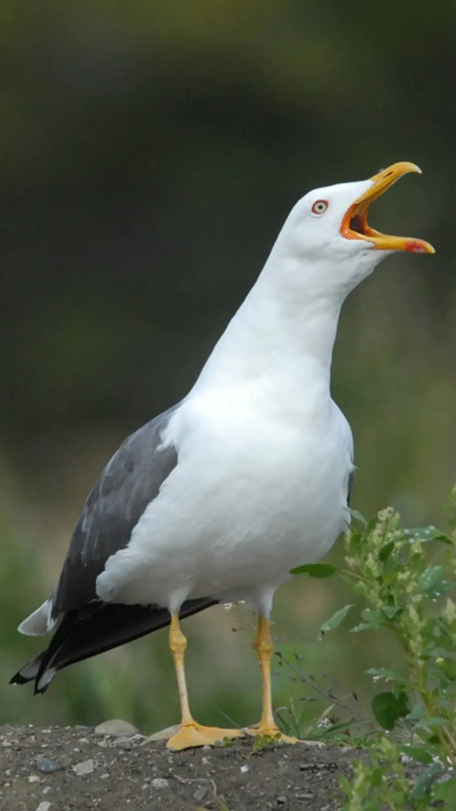 Talkie AI - Chat with ♀ Gull ♀