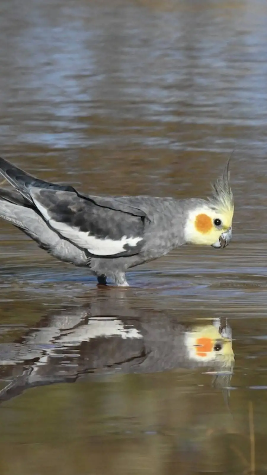 Talkie AI - Chat with ♂Wild Cockatiel♂