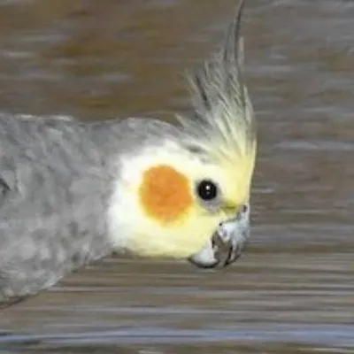 chat with ai character: ♂Wild Cockatiel♂