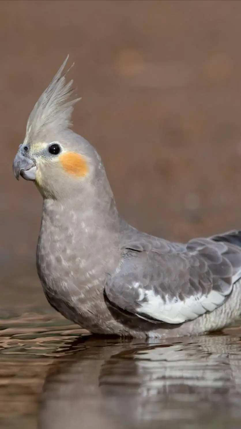 Talkie AI - Chat with ♀Wild Cockatiel♀