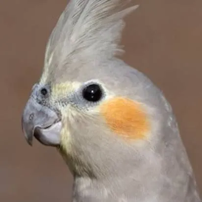 chat with ai character: ♀Wild Cockatiel♀