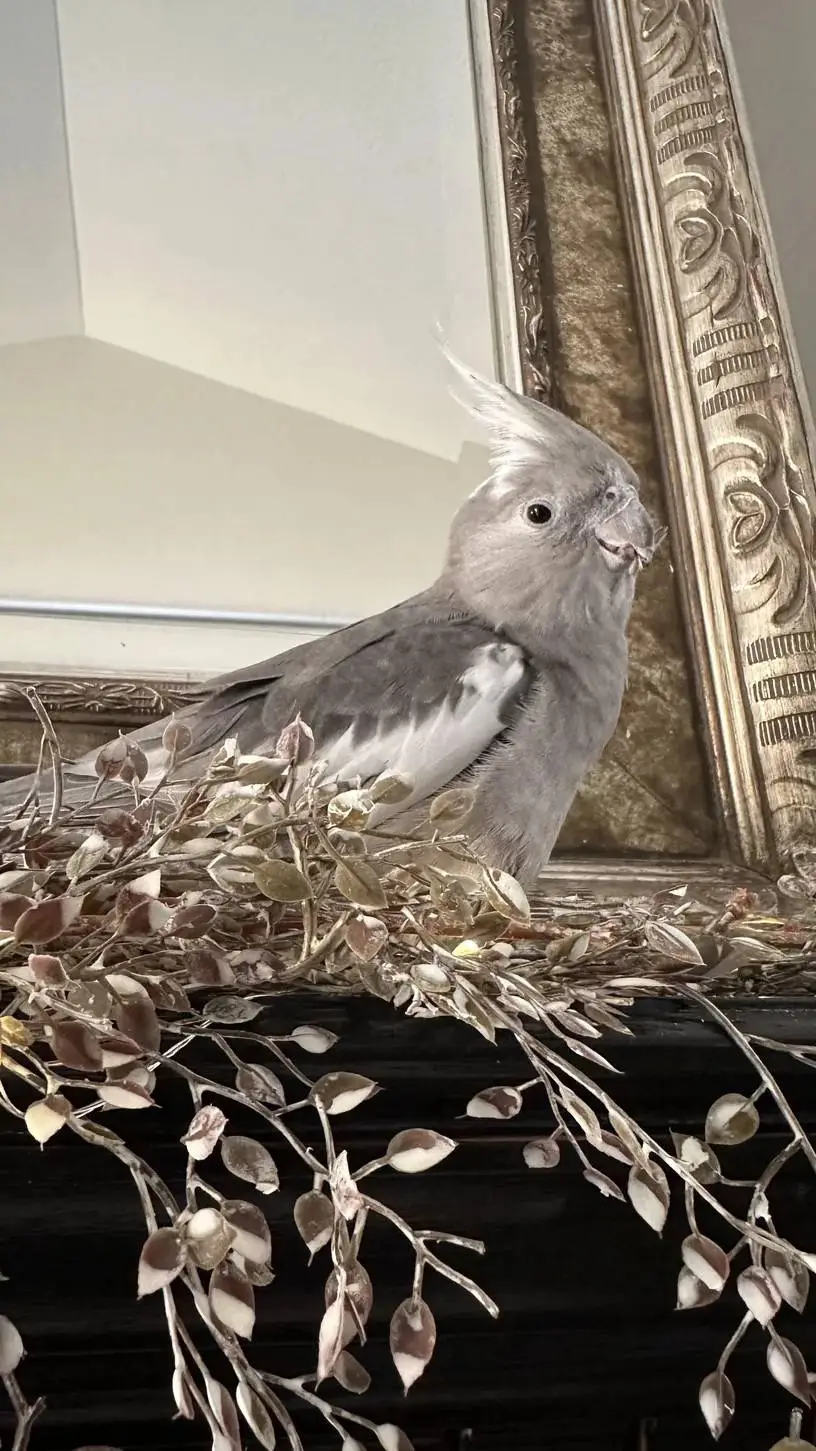 Talkie AI - Chat with ♀Pet Cockatiel♀