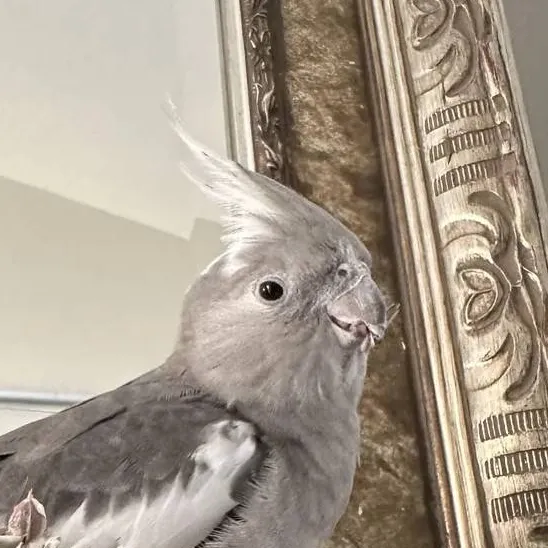 chat with ai character: ♀Pet Cockatiel♀