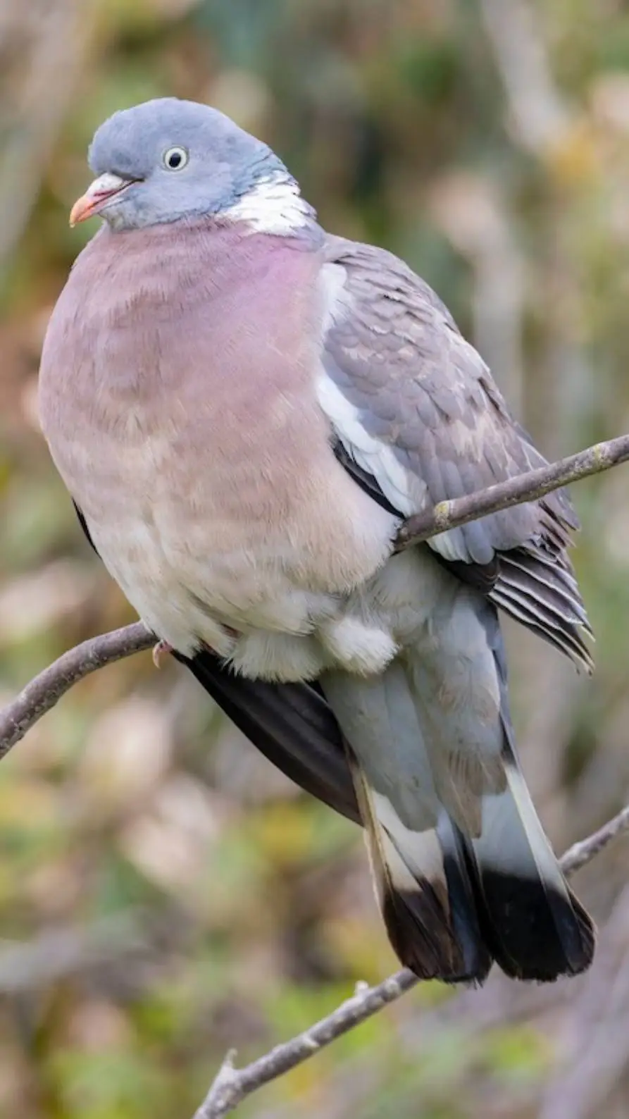 Talkie AI - Chat with ♂ Woodpigeon ♂