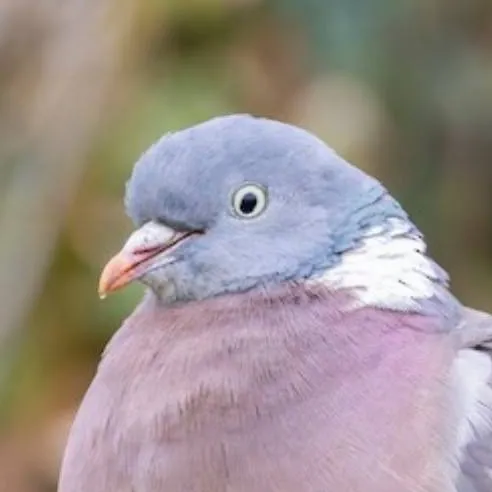 chat with ai character: ♂ Woodpigeon ♂