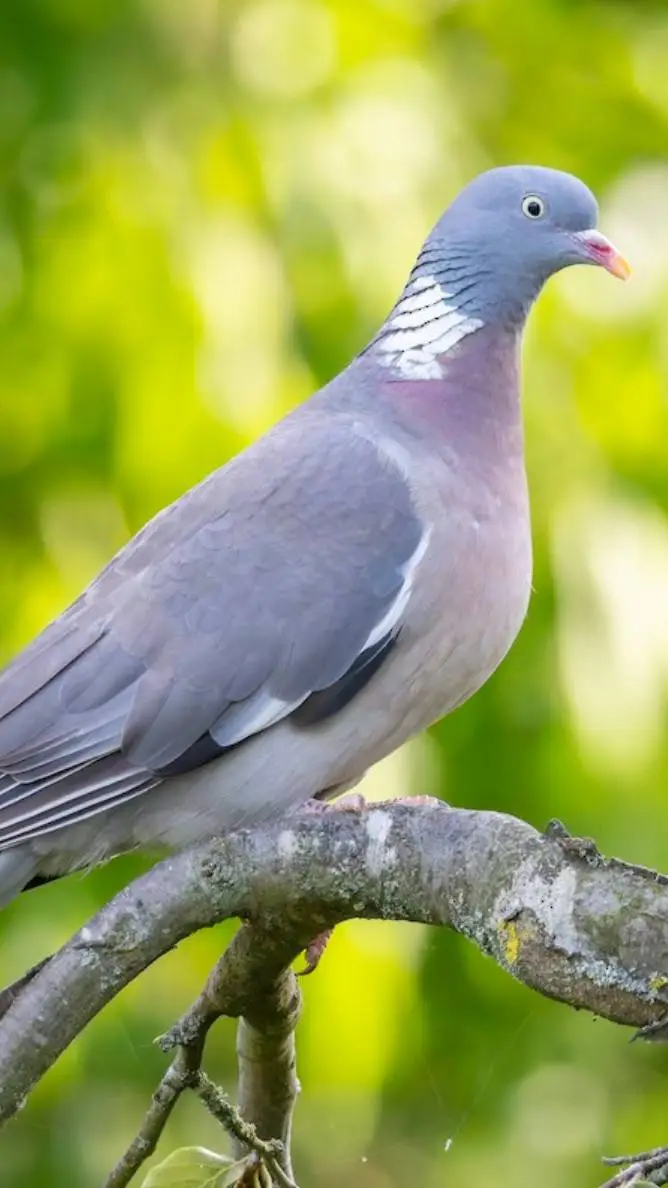Talkie AI - Chat with ♀ Woodpigeon ♀