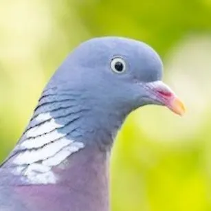chat with ai character: ♀ Woodpigeon ♀