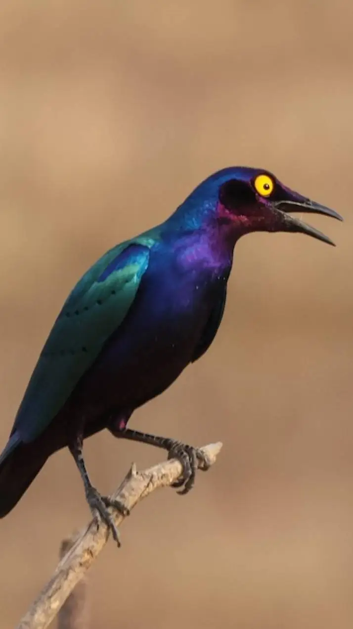 Talkie AI - Chat with ♀ Starling ♀