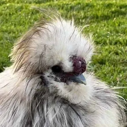 chat with ai character: ♂Silkie Chicken♂