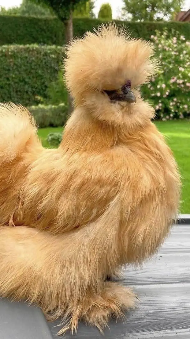 Talkie AI - Chat with ♀Silkie Chicken♀