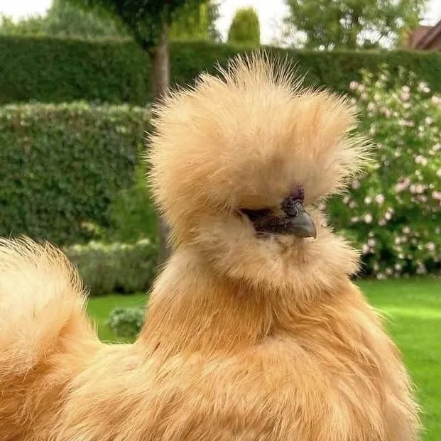 chat with ai character: ♀Silkie Chicken♀