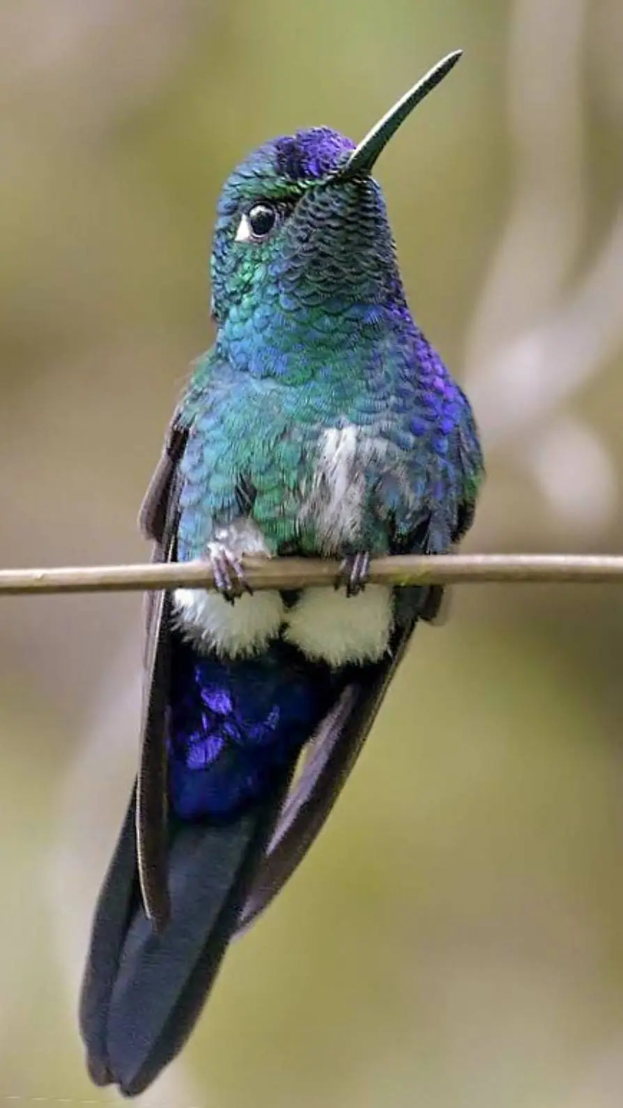 Talkie AI - Chat with ♂ Puffleg ♂