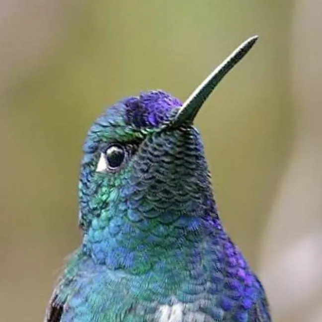chat with ai character: ♂ Puffleg ♂
