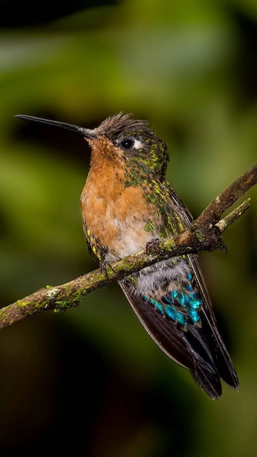 Talkie AI - Chat with ♀ Puffleg ♀