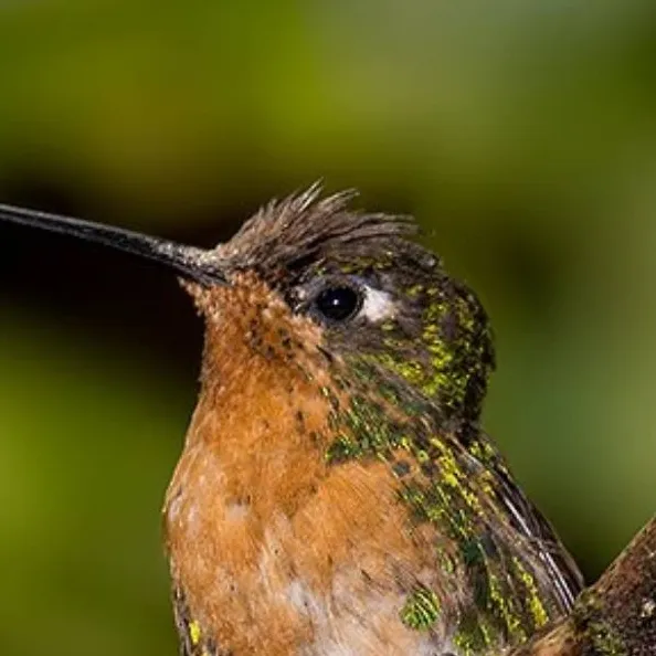 chat with ai character: ♀ Puffleg ♀
