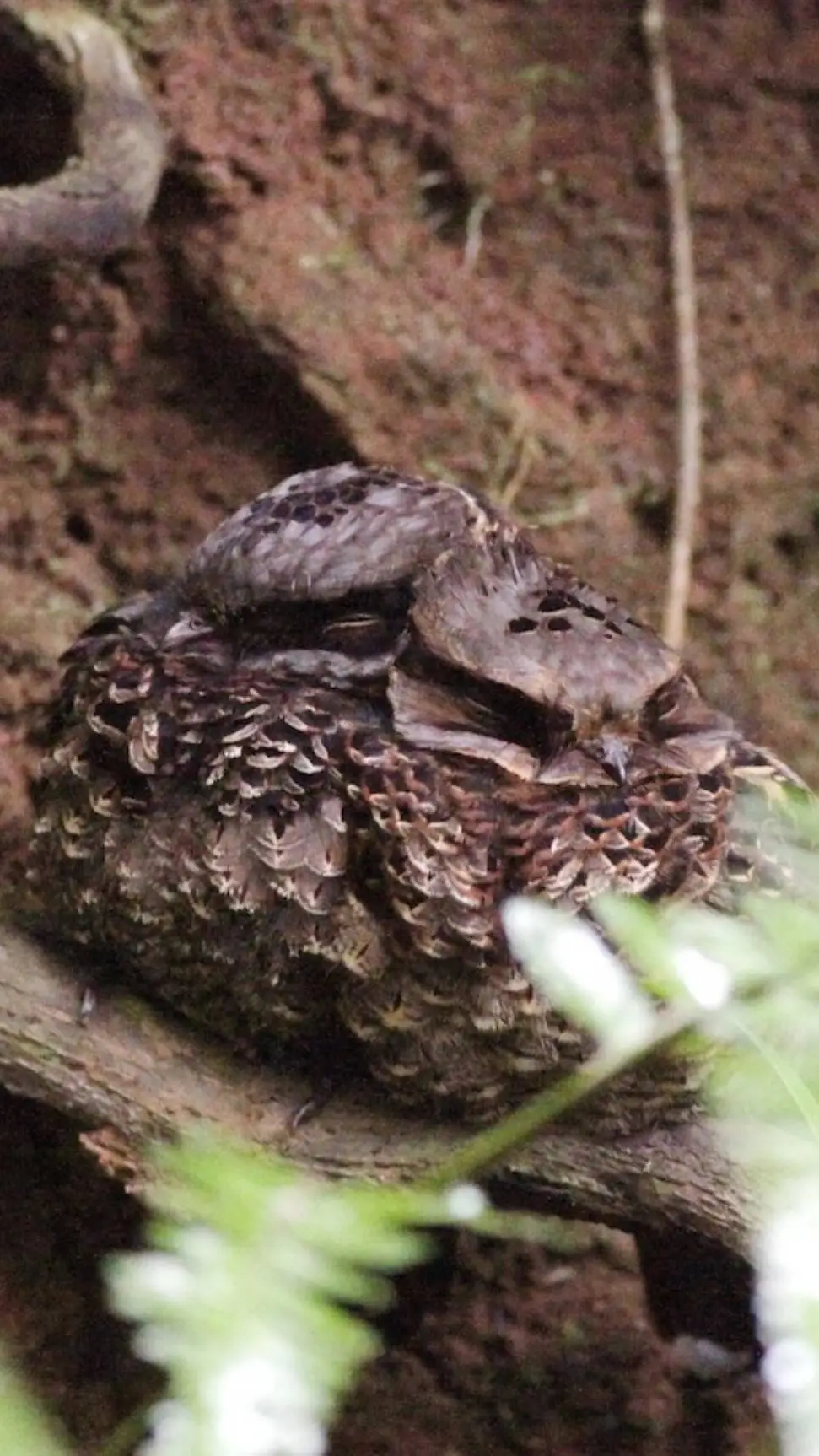 ai character: ♀ Nightjars ♂ background