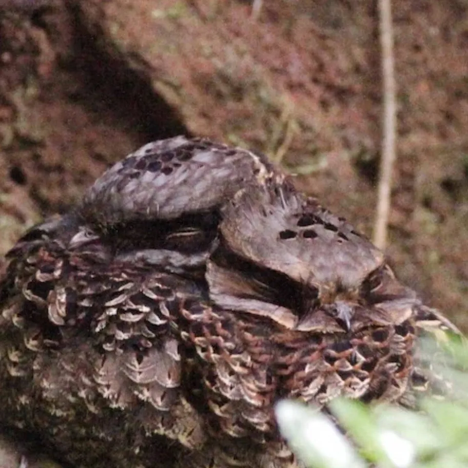 chat with ai character: ♀ Nightjars ♂