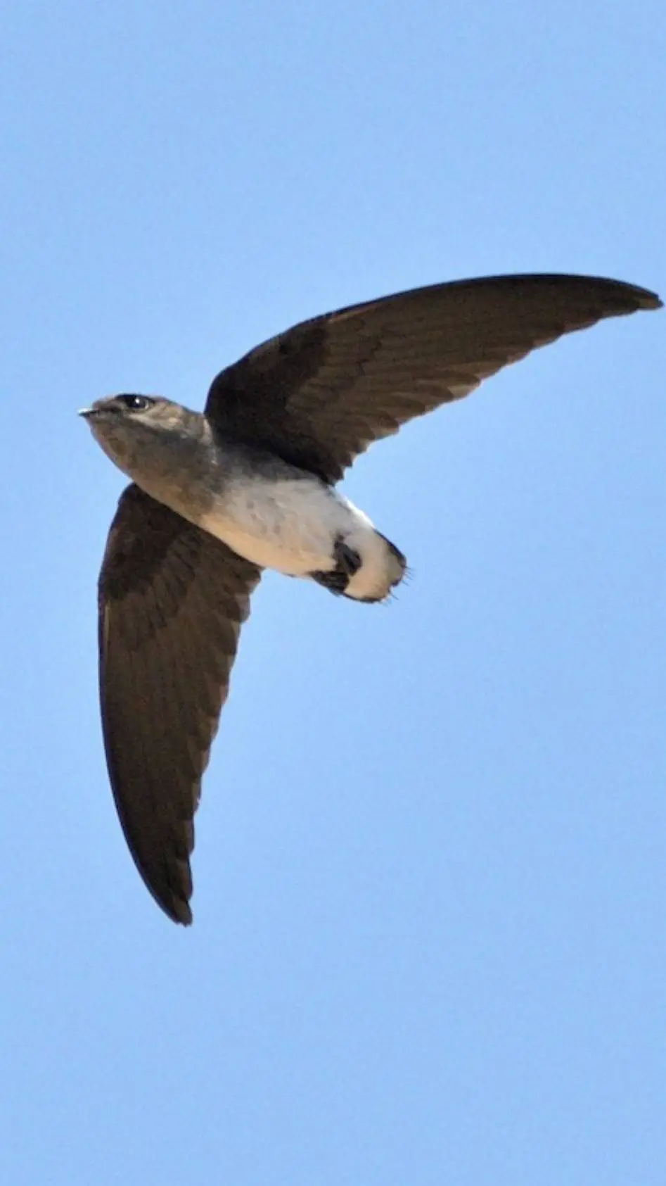 Talkie AI - Chat with ♂ Spinetail ♂