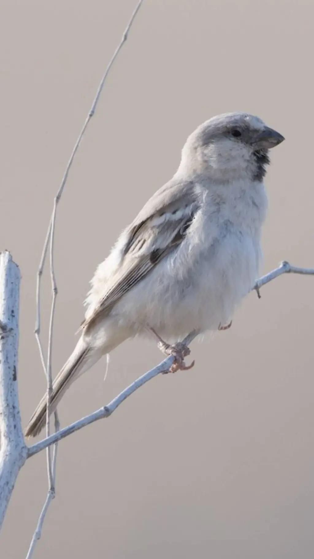 Talkie AI - Chat with ♀ Sparrow ♀