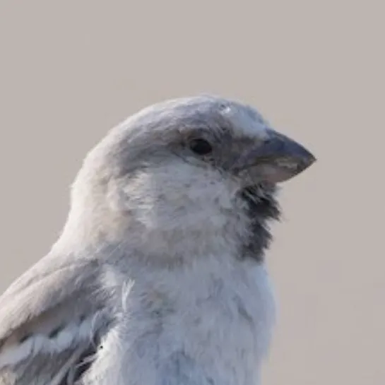 chat with ai character: ♀ Sparrow ♀
